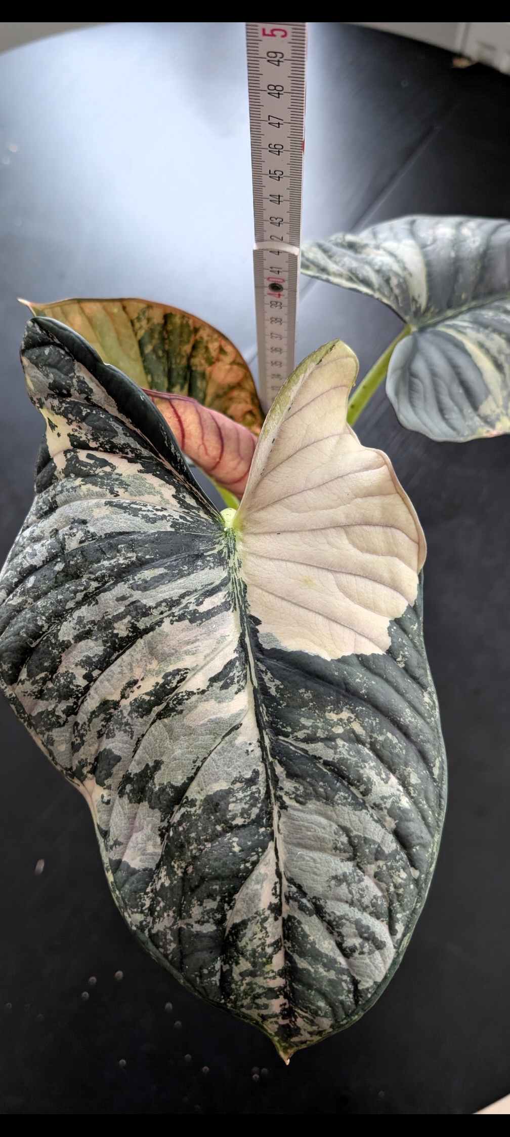 Alocasia Nebula Albo