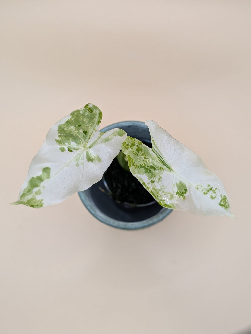 Alocasia Accuminata Albo