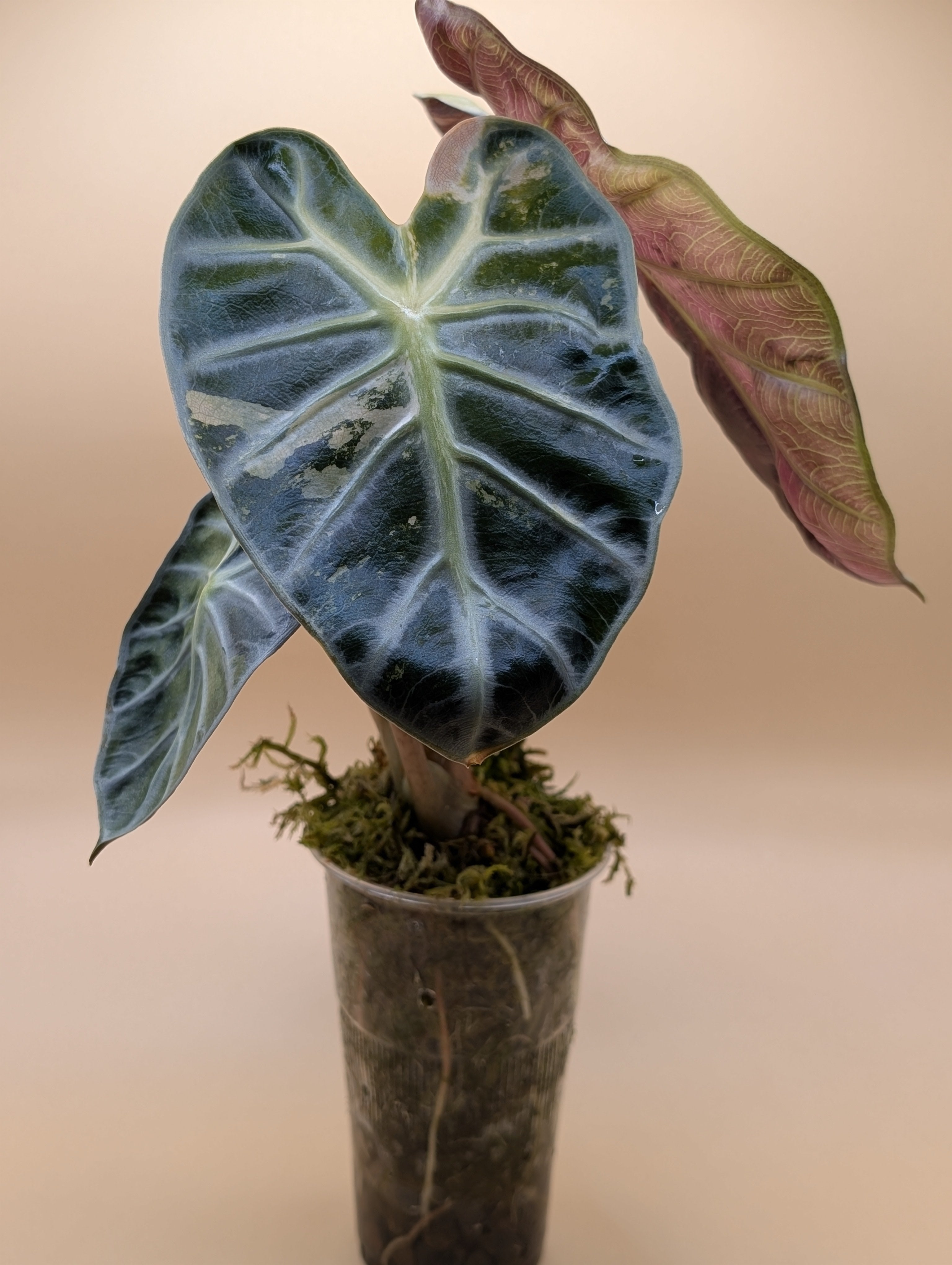 Alocasia Heartballoon Mint