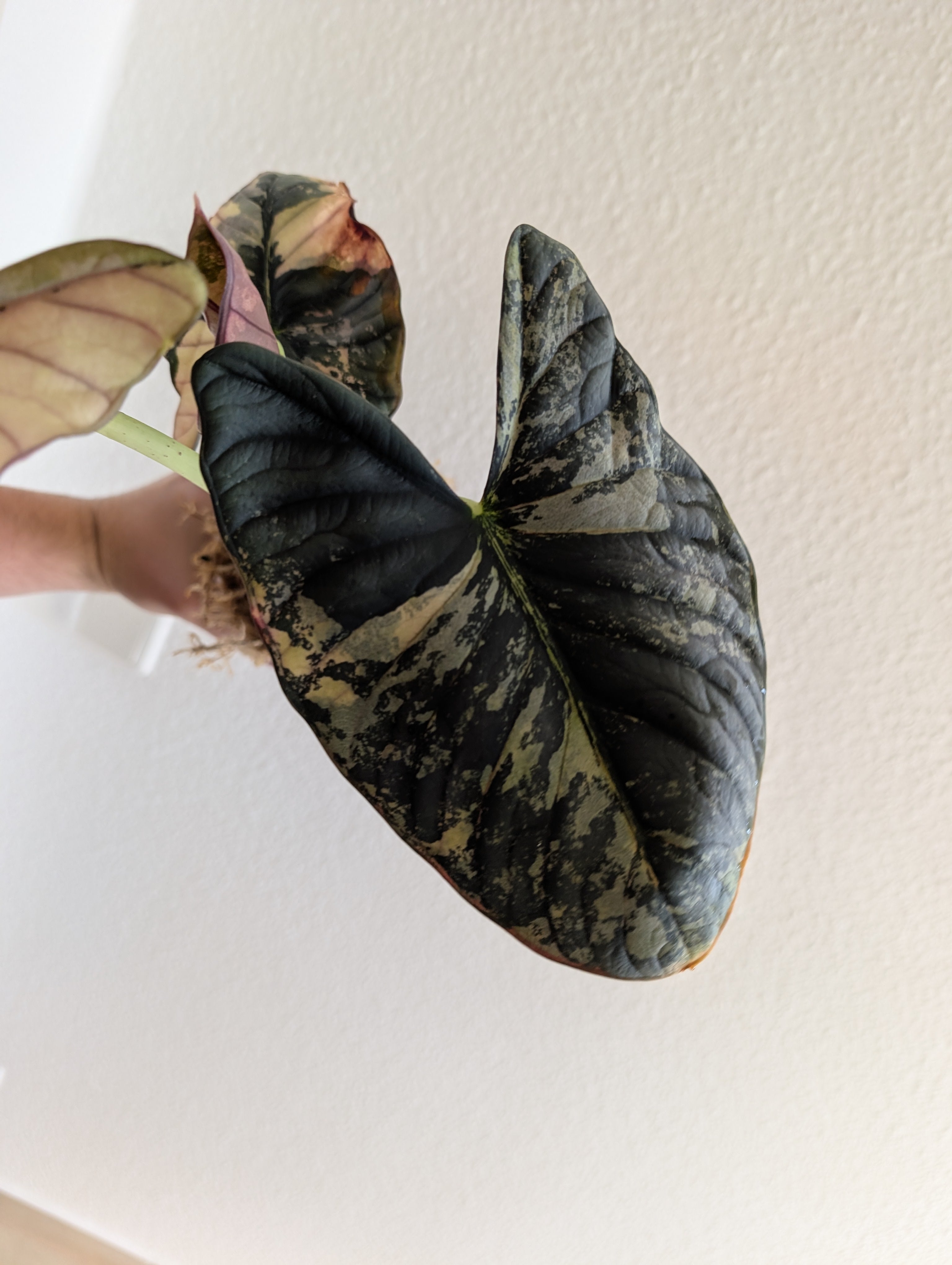 Alocasia Nebula Albo