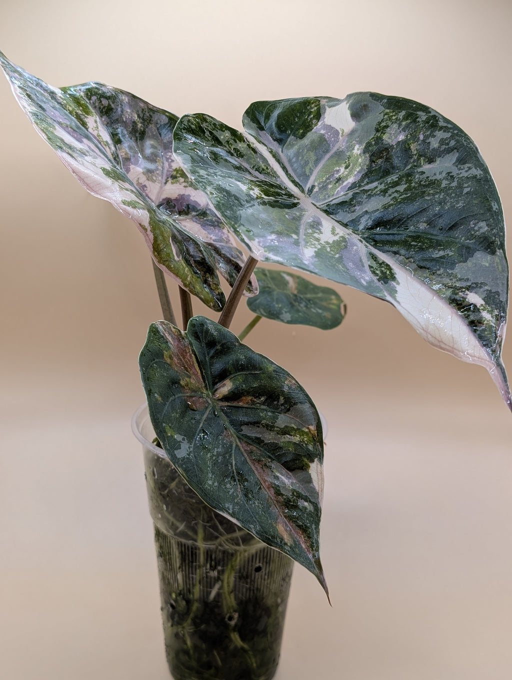 Alocasia Wentii Albo