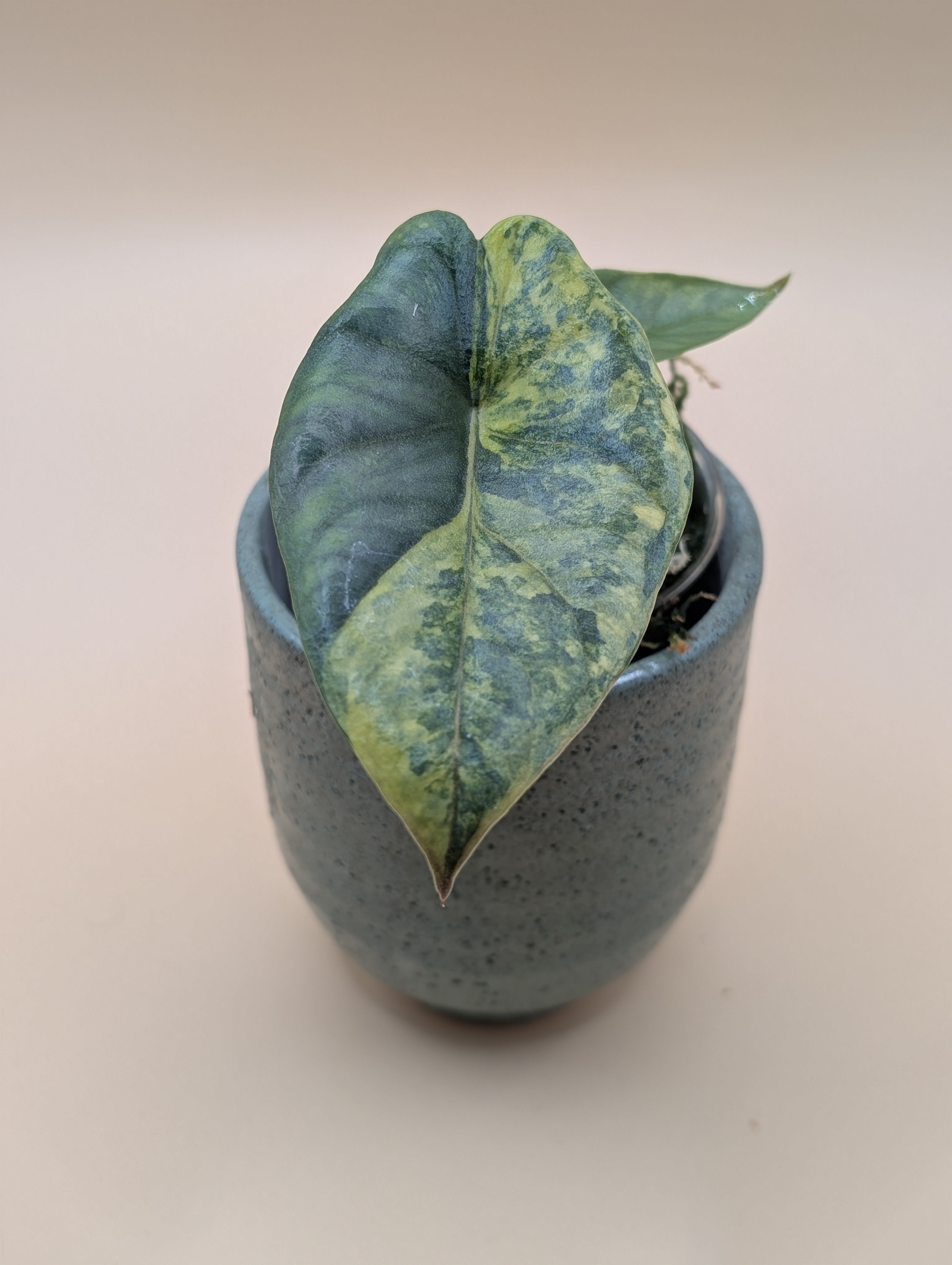 Alocasia Heterophylla Metallic Blue Aurea