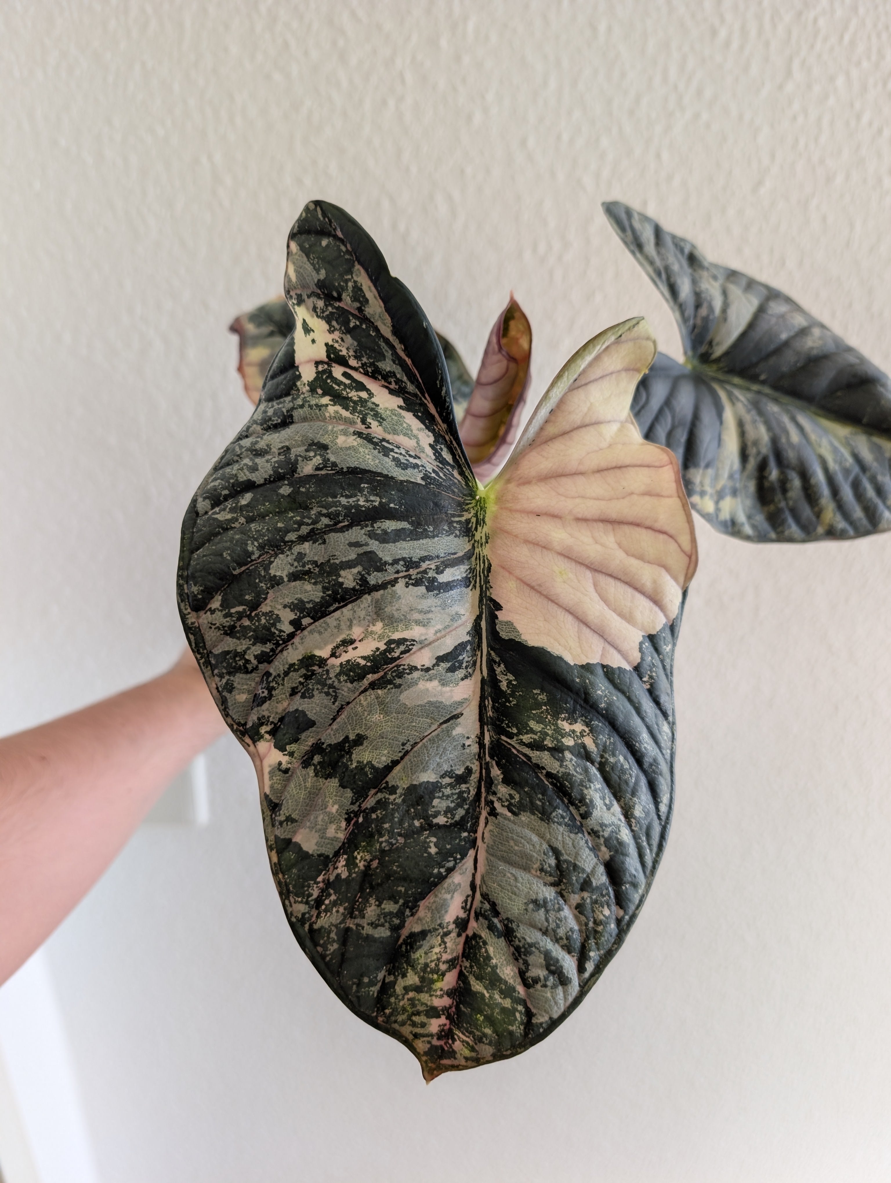 Alocasia Nebula Albo