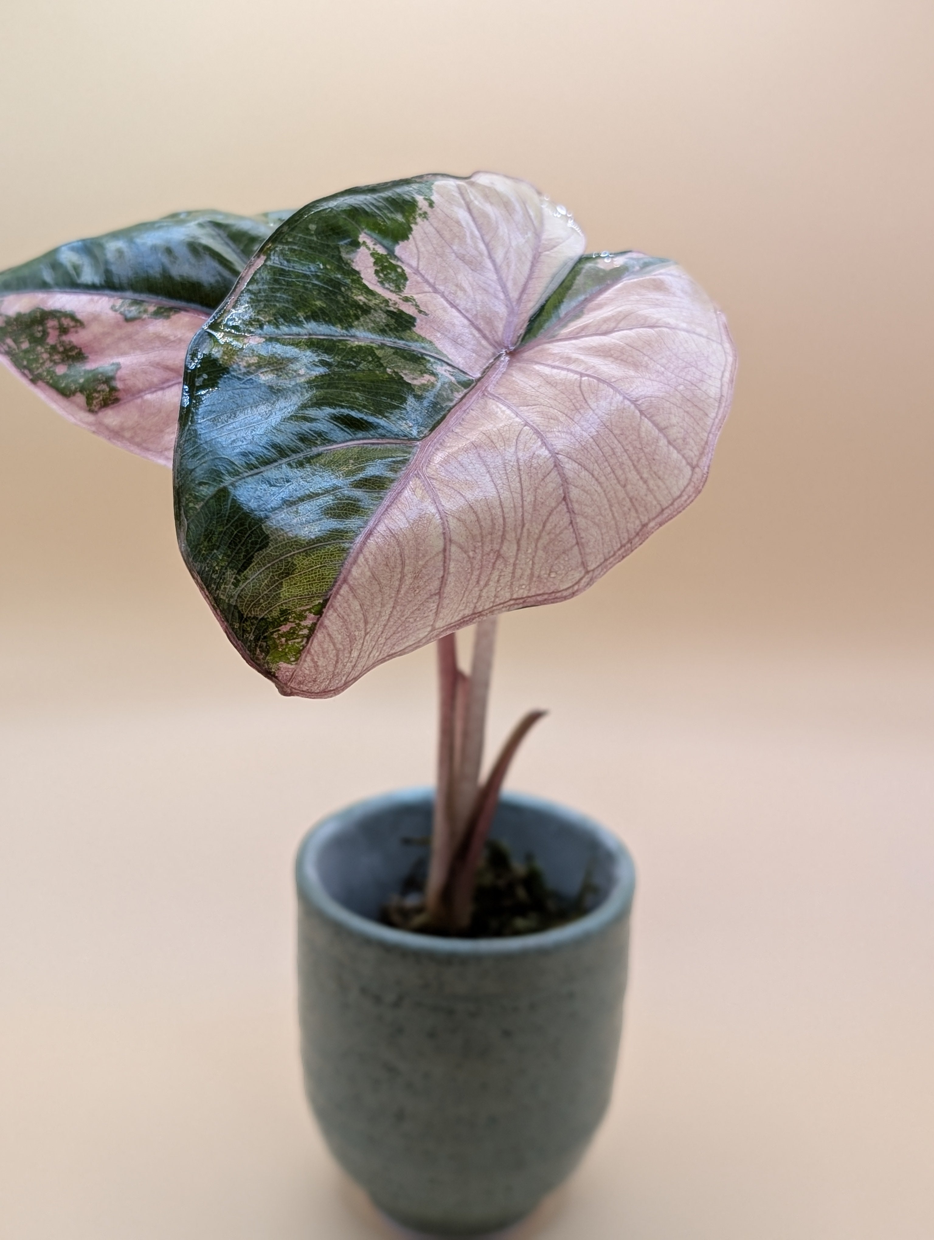 Alocasia Yucatan Princess Pink