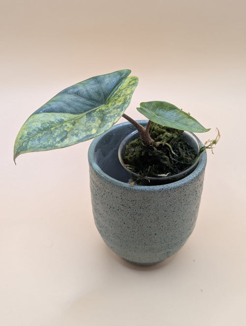 Alocasia Heterophylla Metallic Blue Aurea