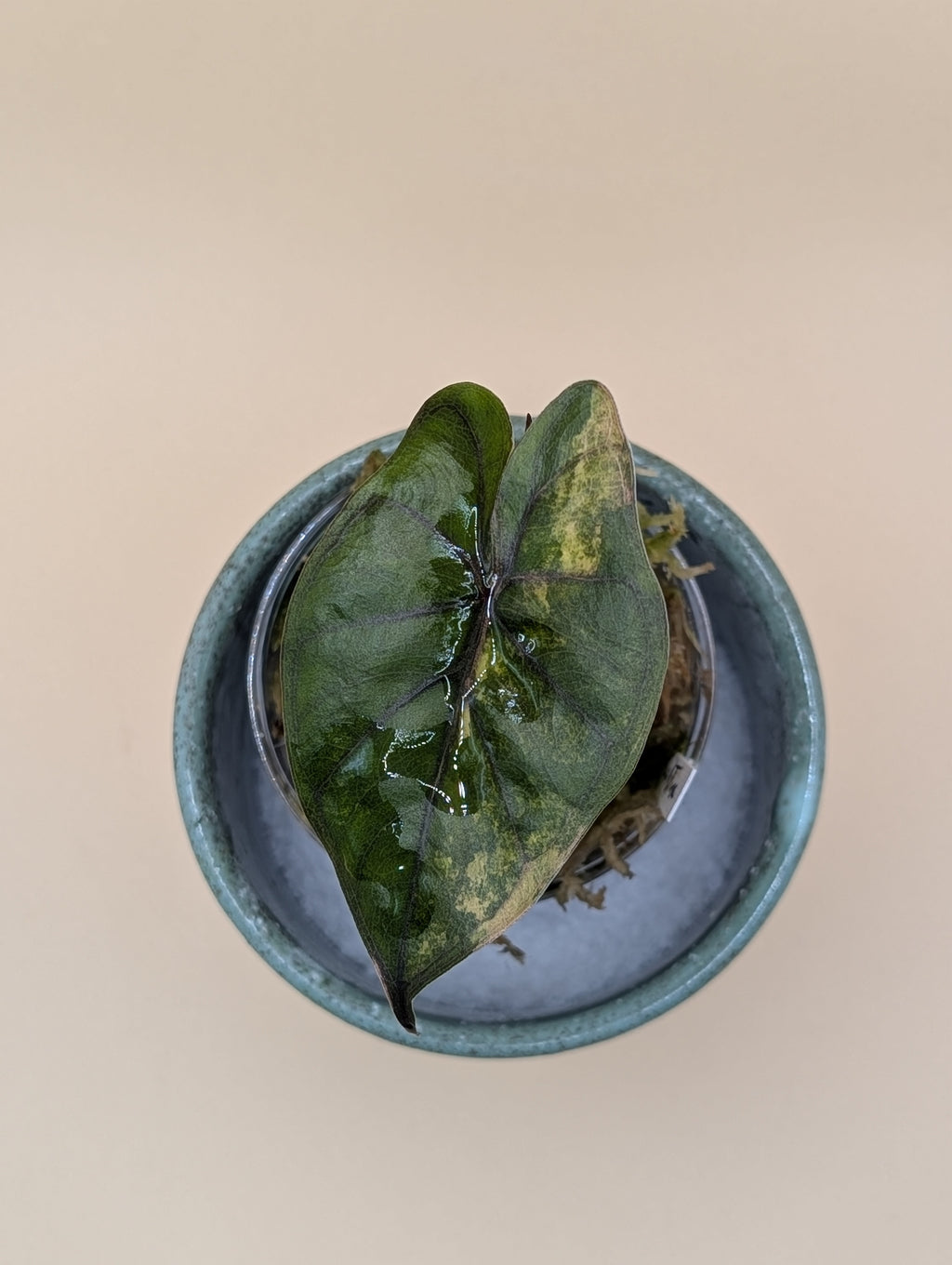 Alocasia Yucatan Princess Aurea