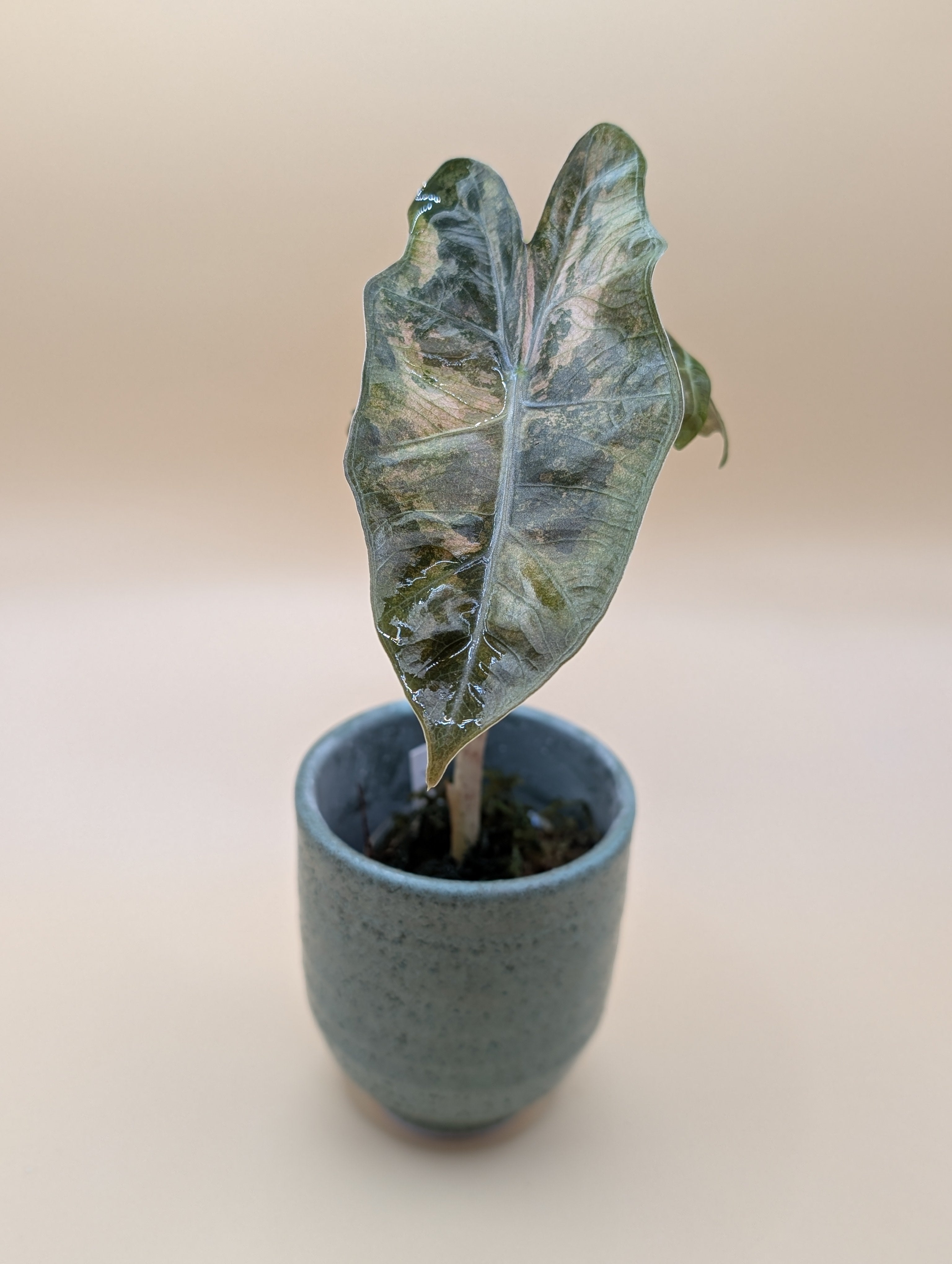 Alocasia Pseudo Sanderiana Pink low var