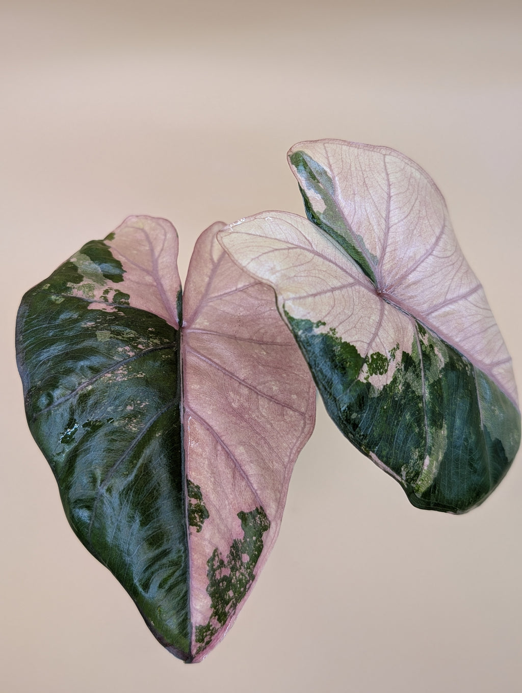 Alocasia Yucatan Princess Pink