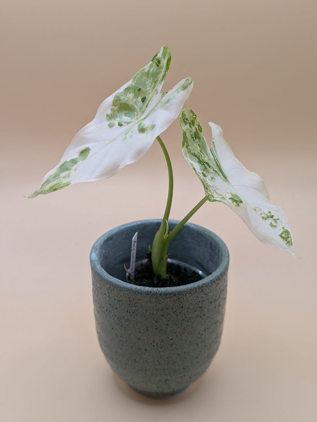 Alocasia Accuminata Albo