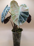 Alocasia Heartballoon Mint