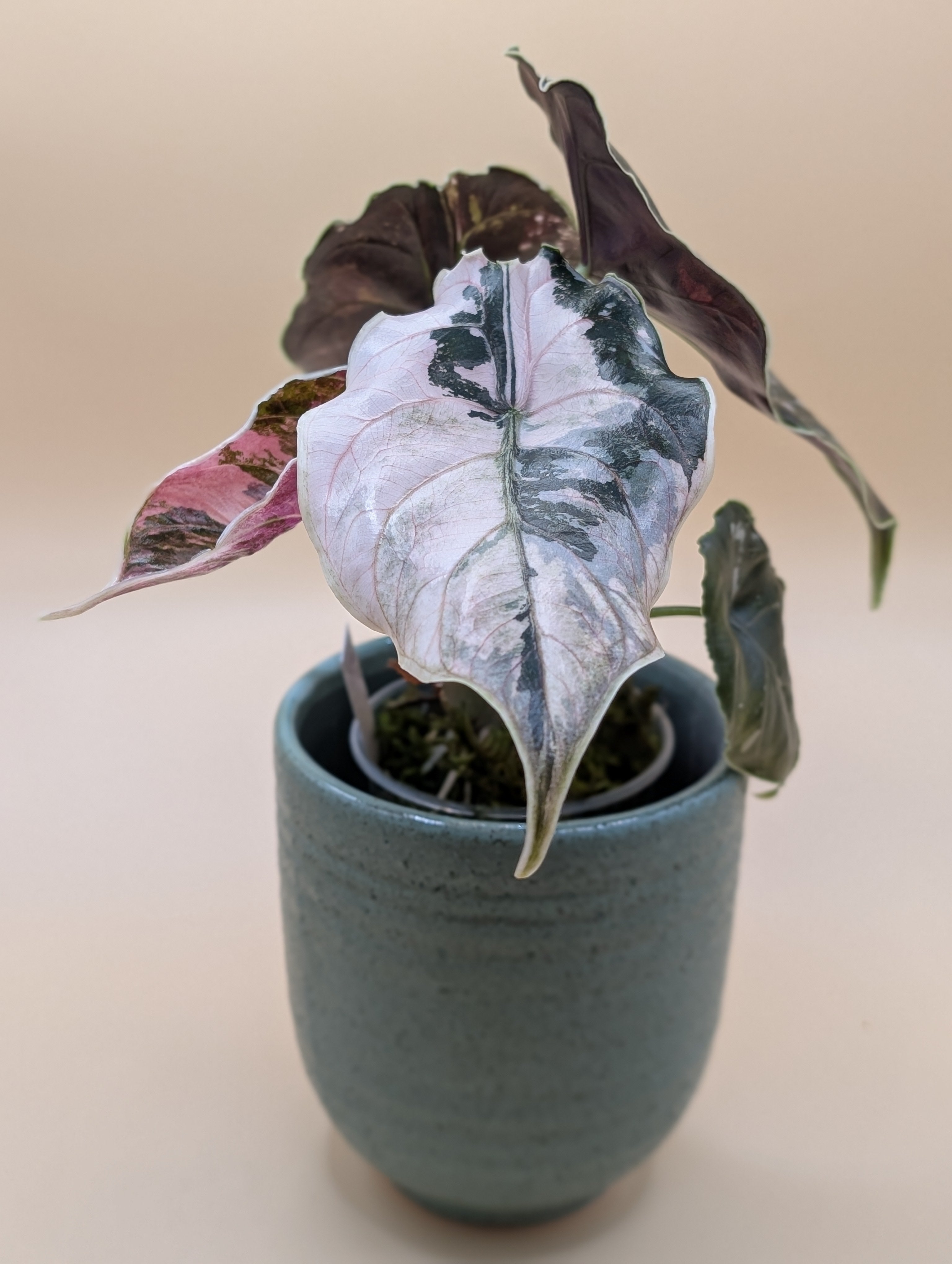 Alocasia Azlanii Albo