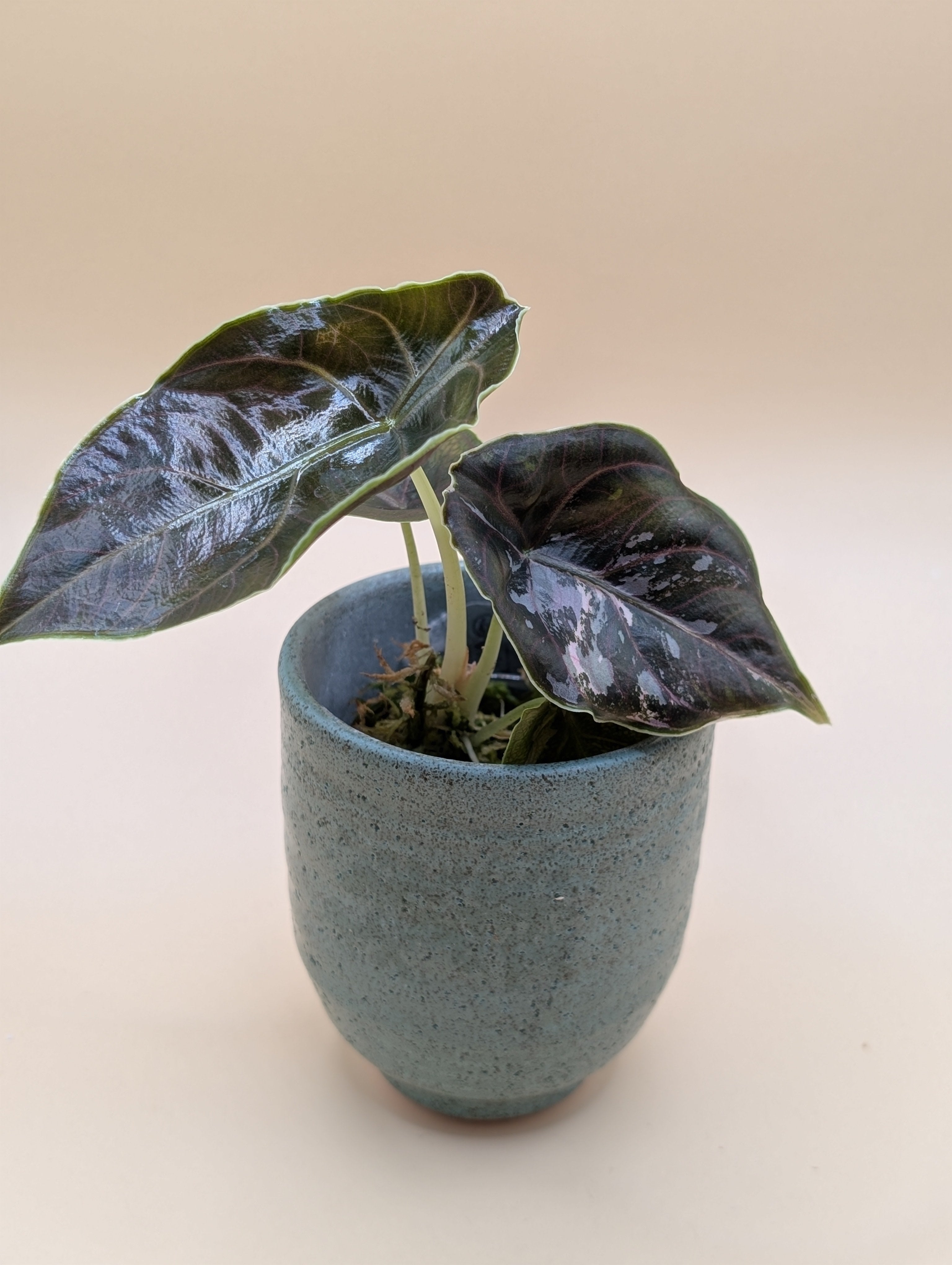 Alocasia Azlanii Albo