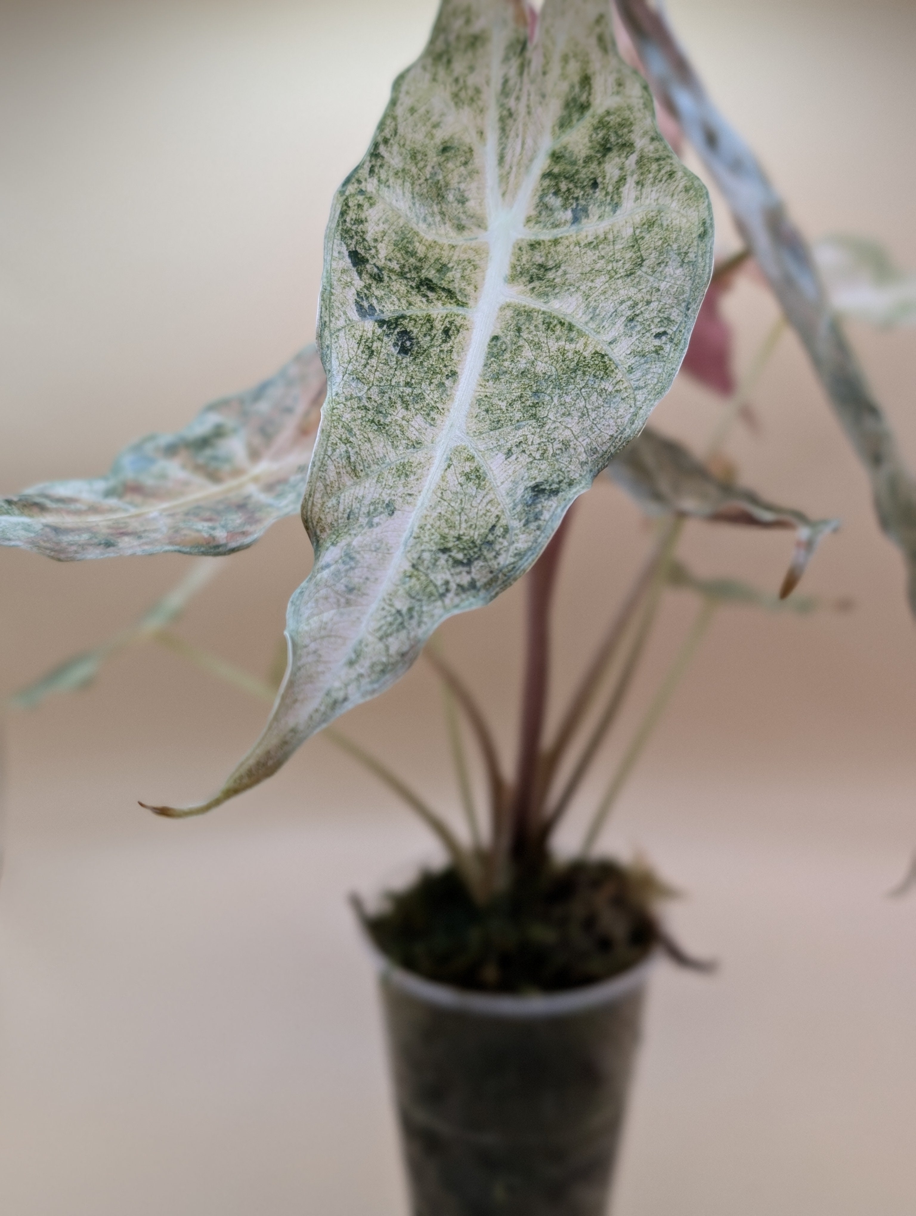 Alocasia Black Satun Stardust Mutterpflanze