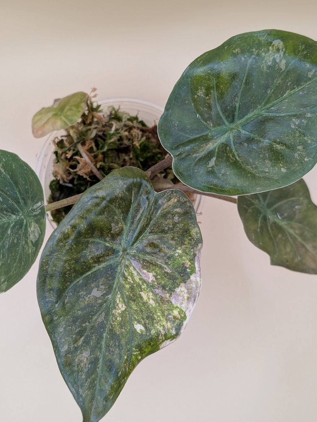 Wentii Pink Freckles